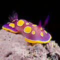 Chromodoris luteorosea